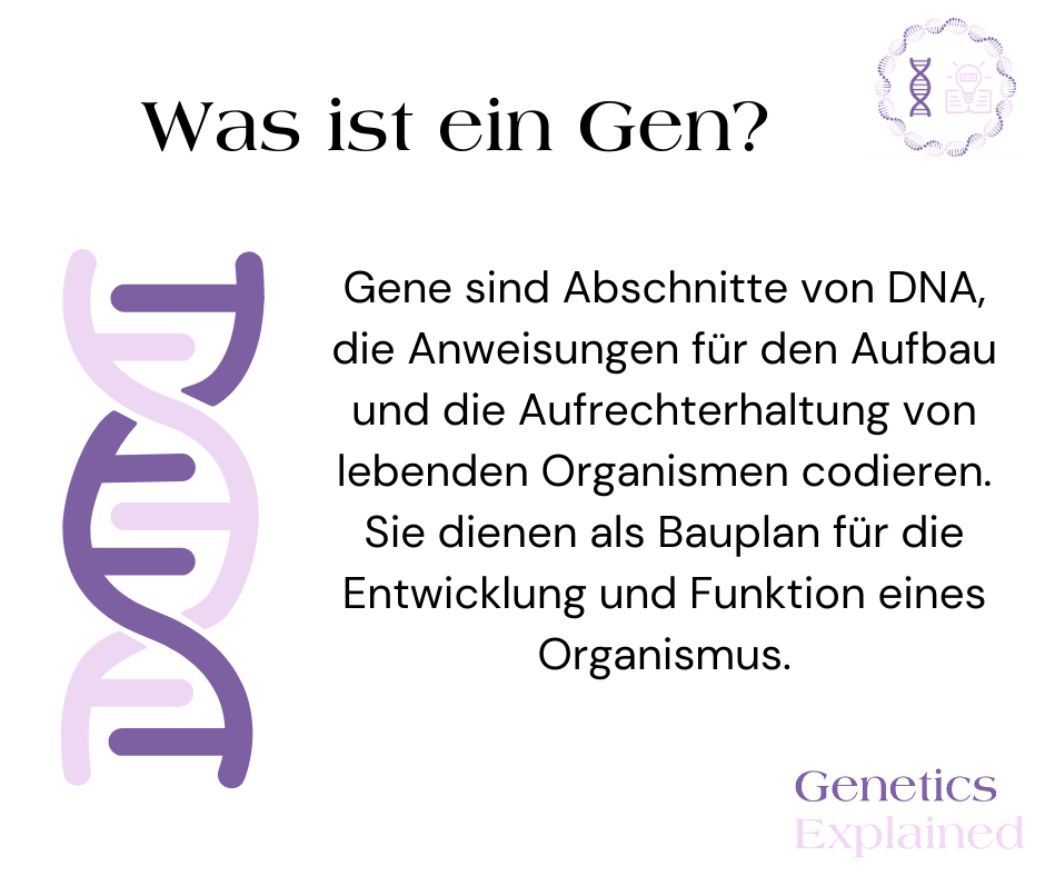 German- What is a gene?