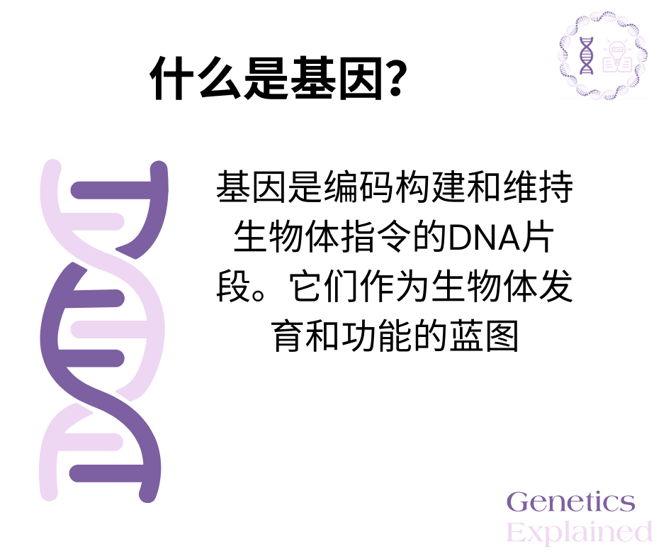 Chinese- What is a gene?