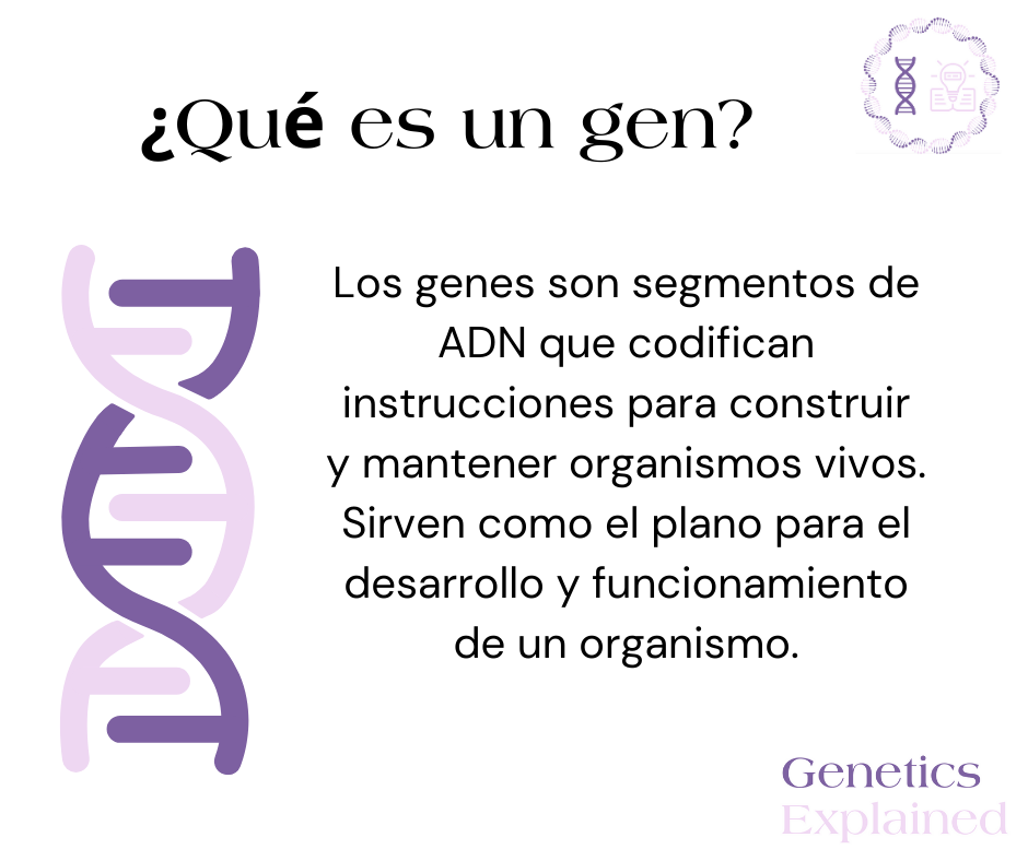 Spanish- What is a gene?